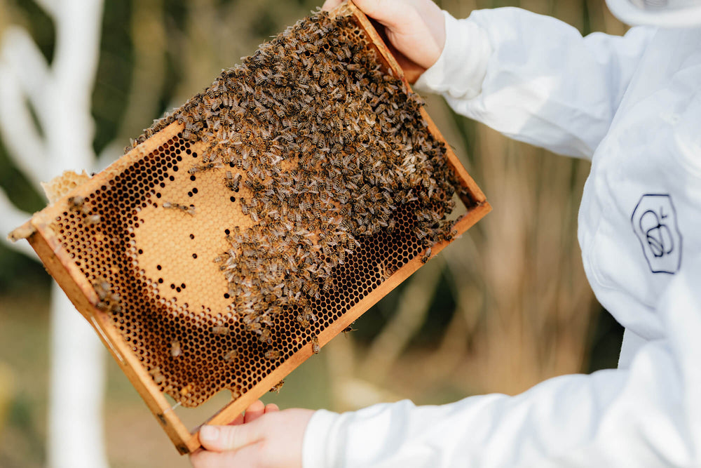 Imkerei Gerhard Braun