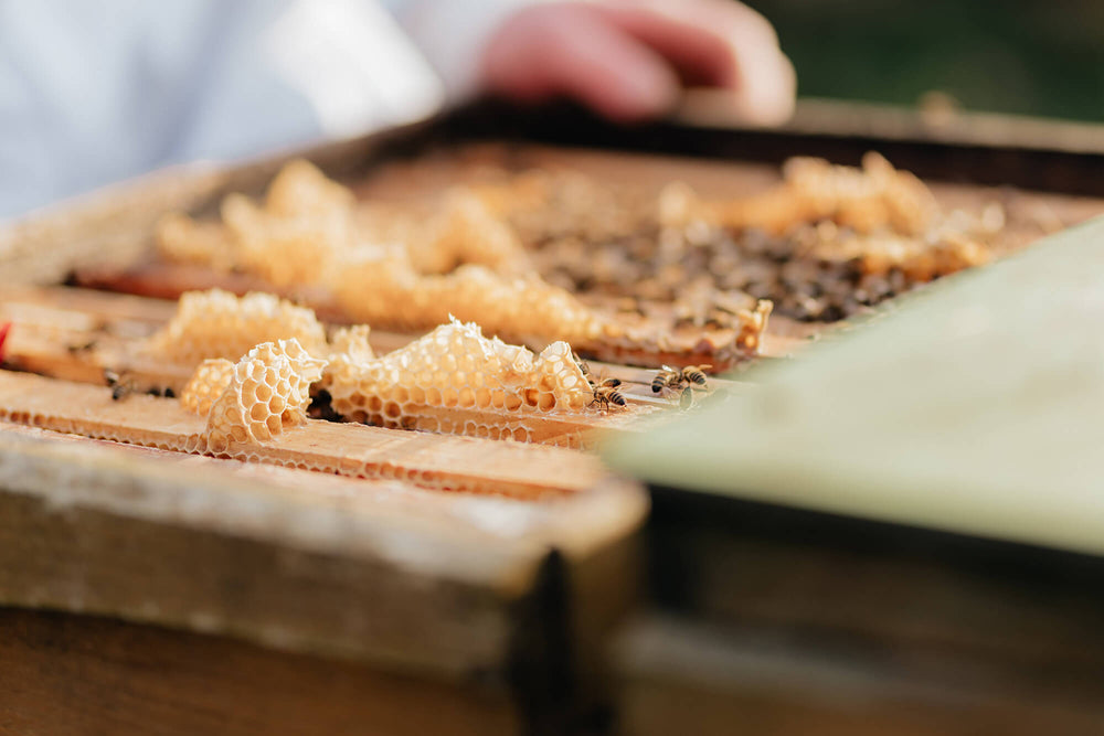 Imkerei Gerhard Braun